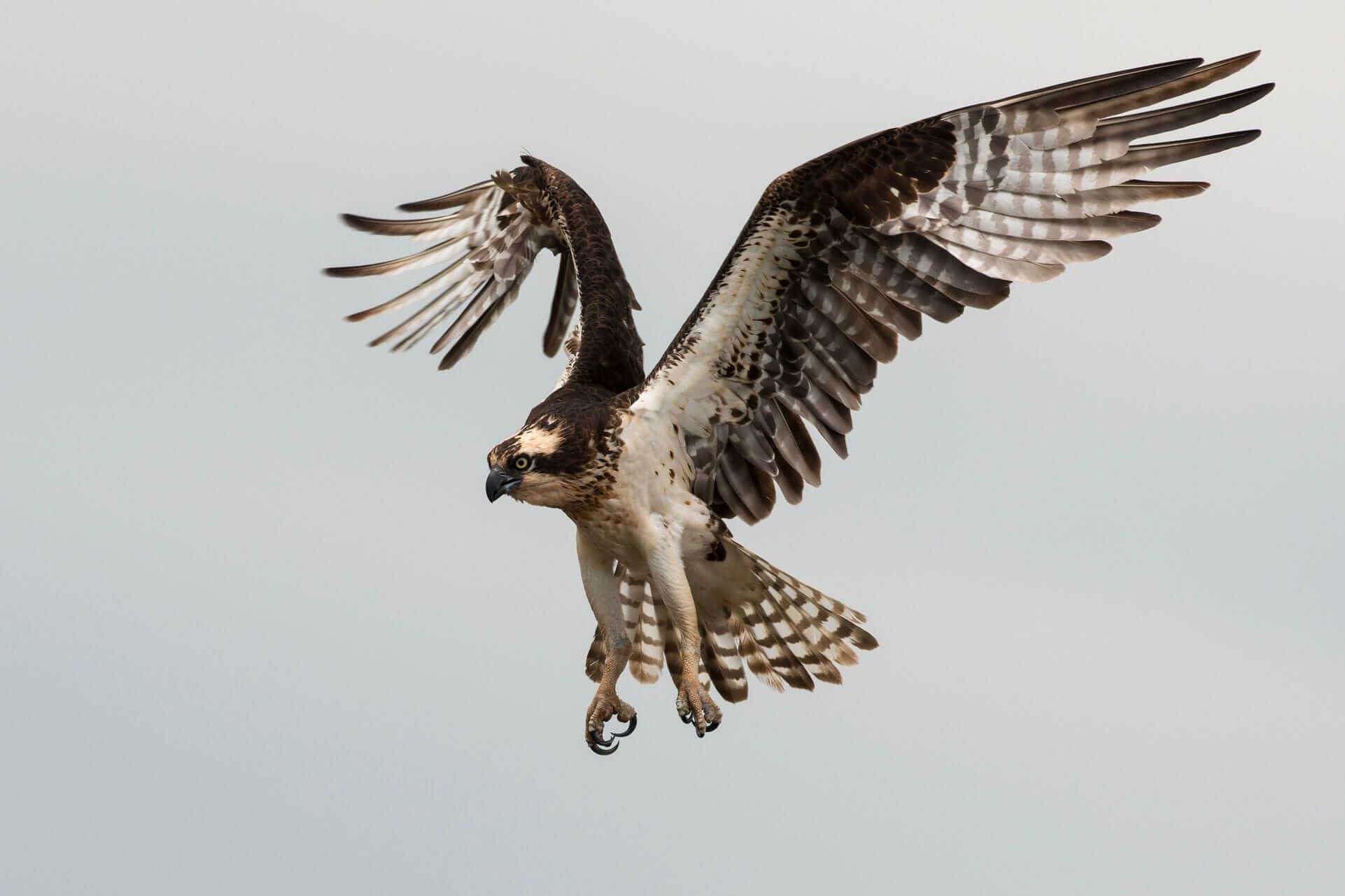 Ein Falke, der zur Landung ansetzt. Ein Falke, der zur Landung ansetzt.