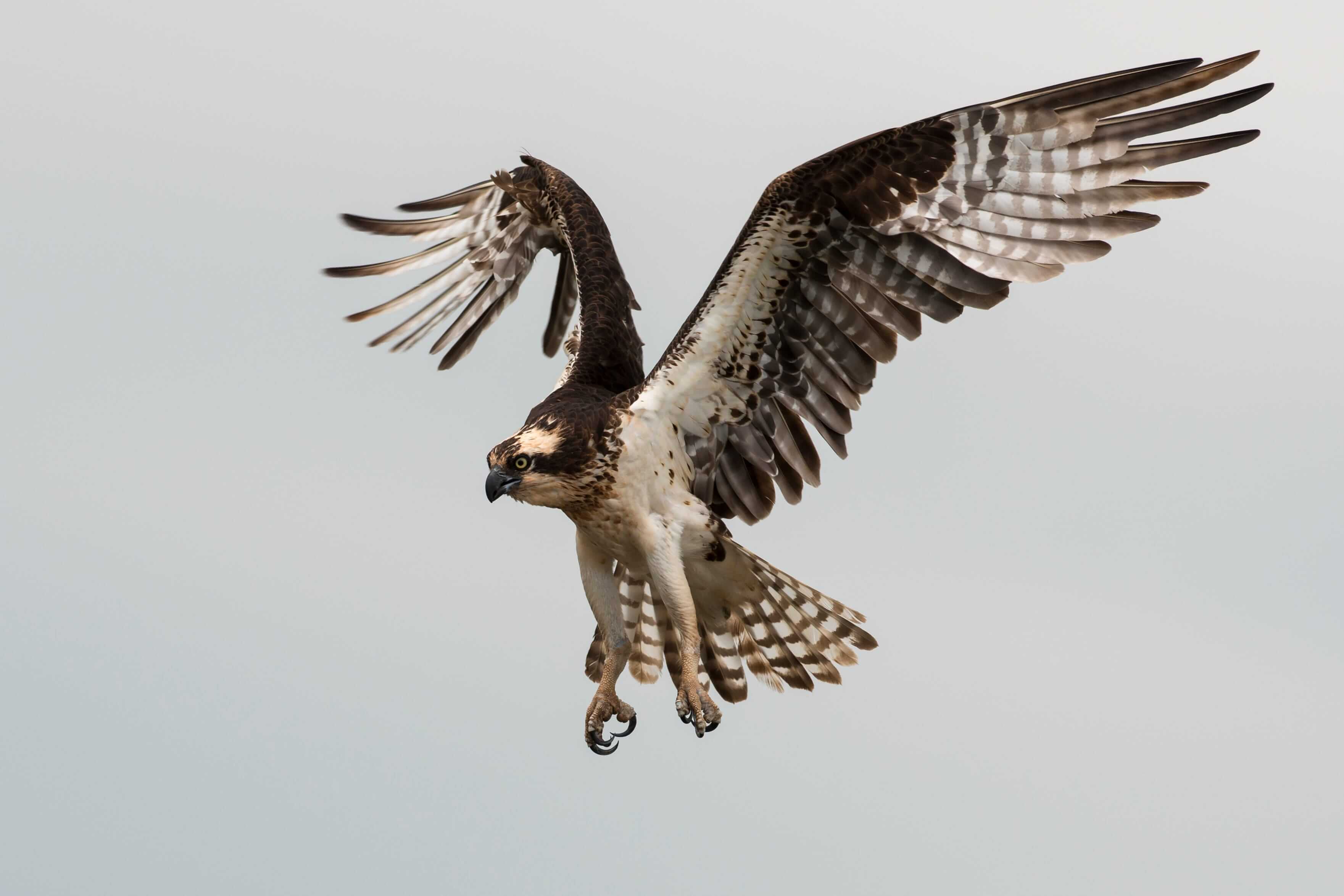 Un falco in fase di atterraggio. Un falco in fase di atterraggio.