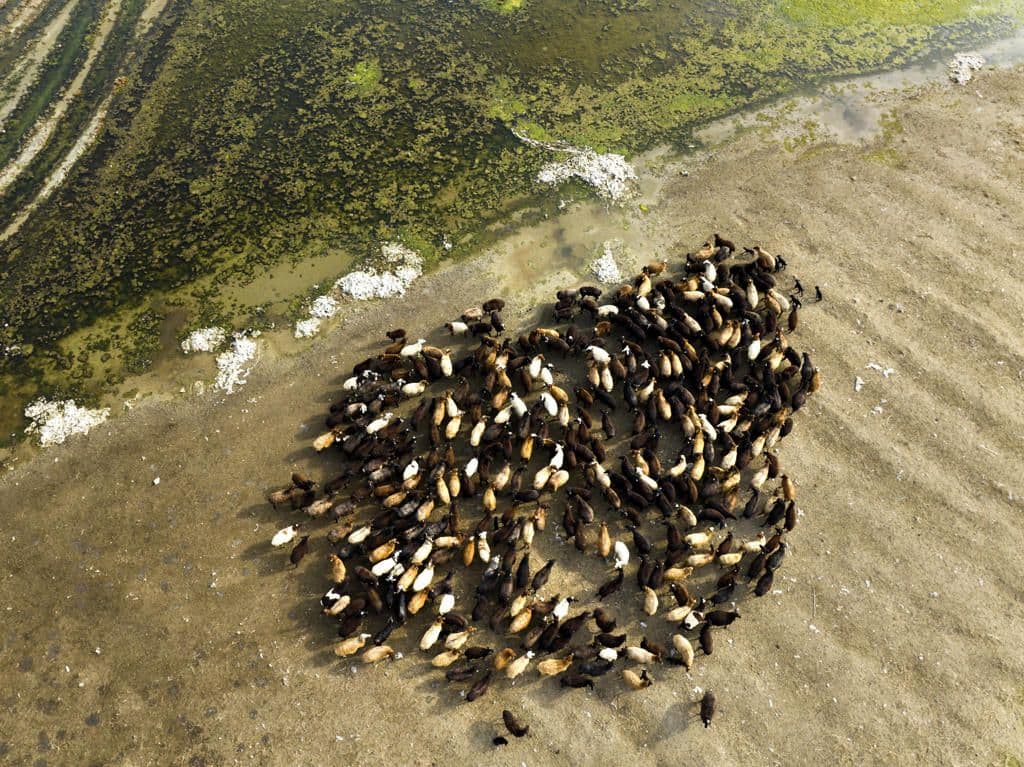 A pack of sheeps