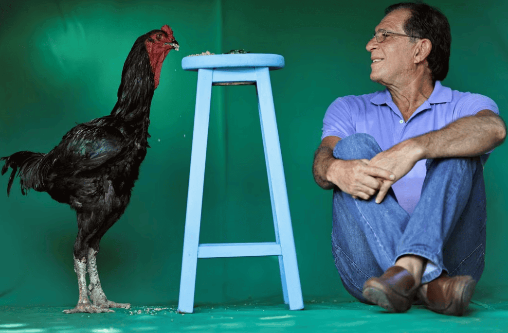 L'agronome Rubens Braz avec son coq indien Urubu géant, nommé Galalau, à Formosa, au Brésil. L'agronome Rubens Braz avec son coq indien Urubu géant, nommé Galalau, à Formosa, au Brésil.
