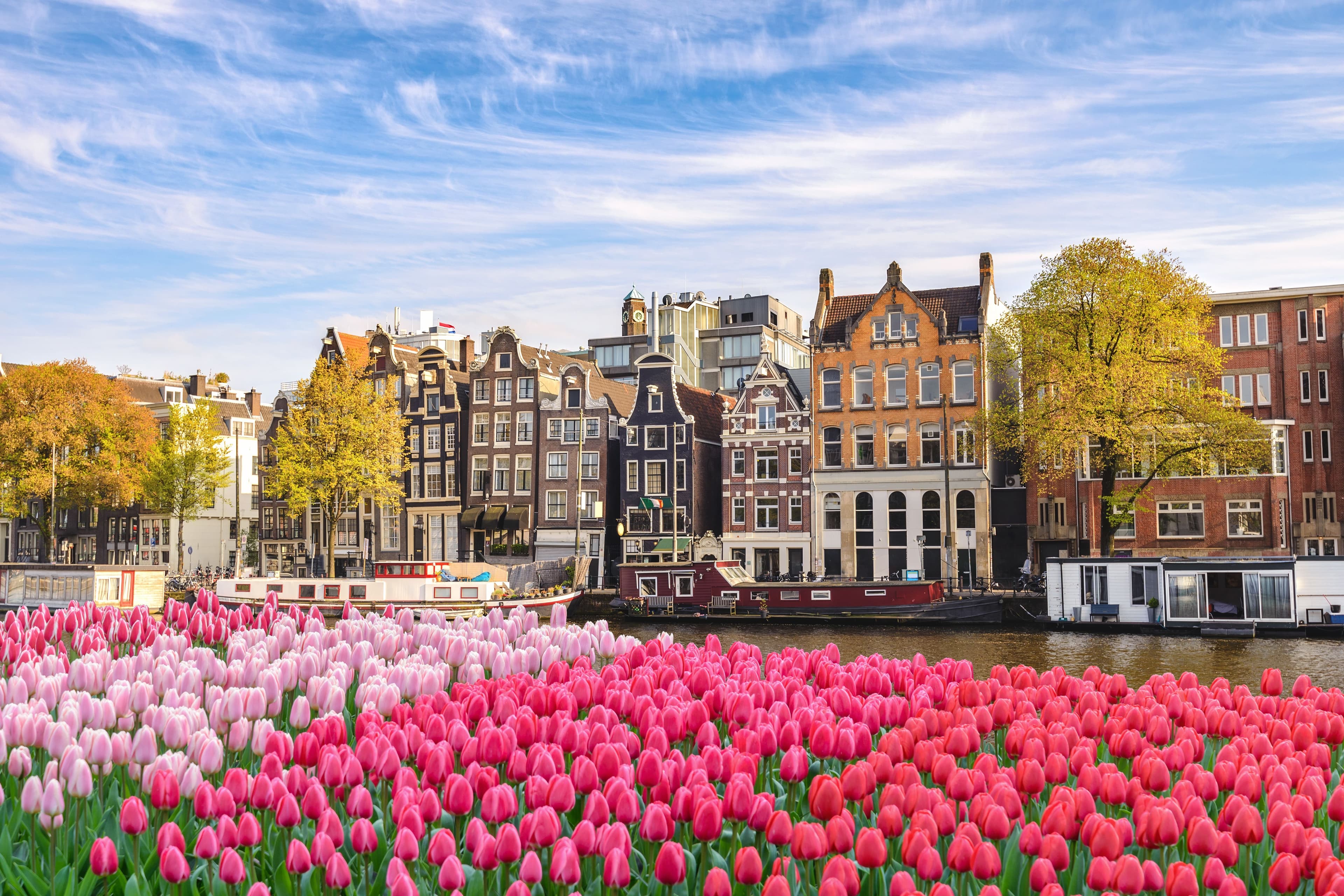 Tulips in the netherlands