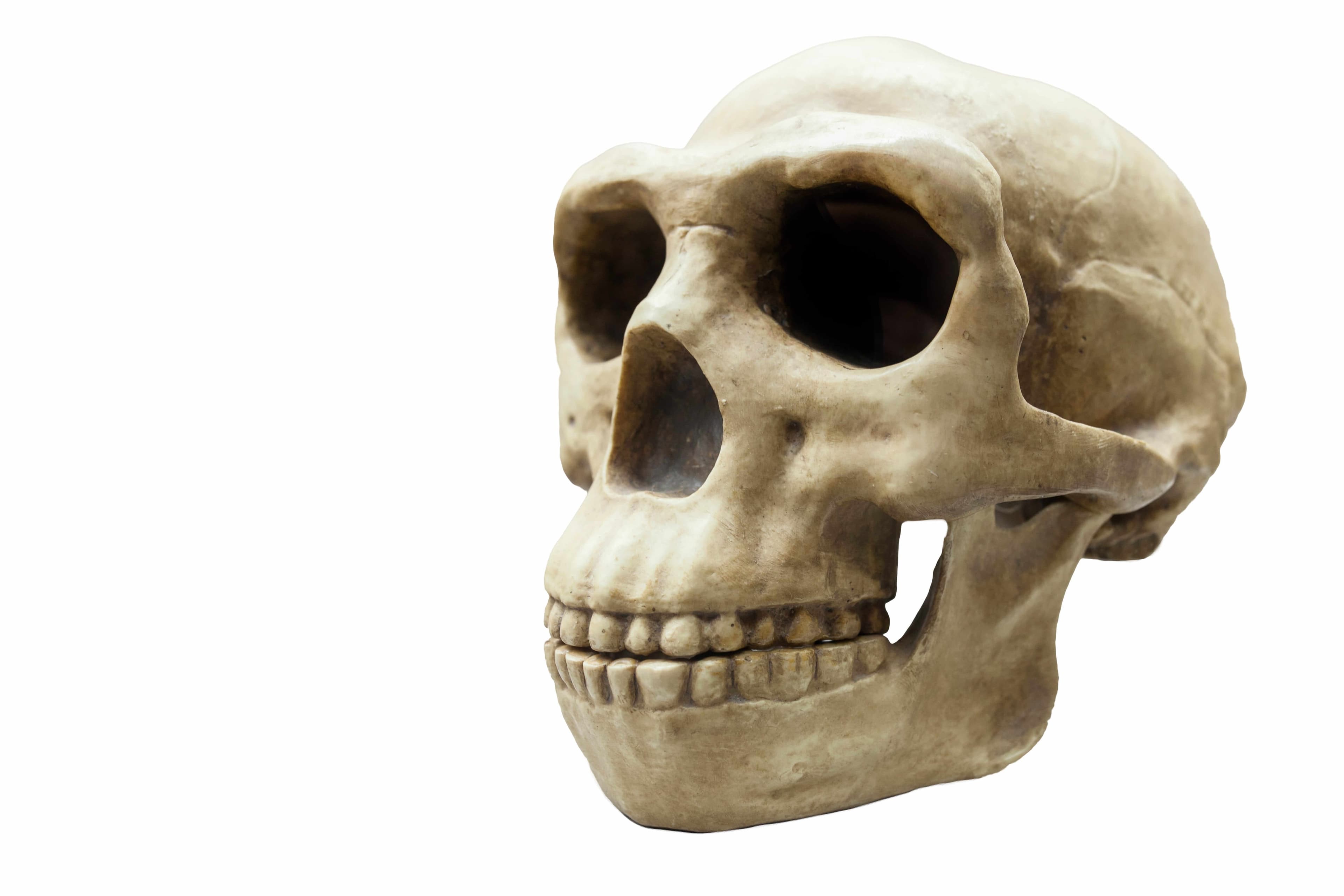 Cranio di Homo erectus Cranio di Homo erectus